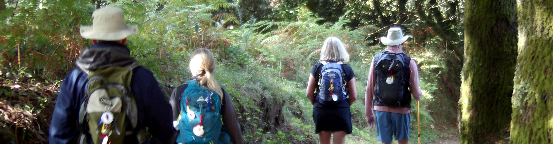 Camino pilgrim walking in a group inside a forest