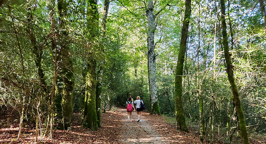 pilgrims walking through forest