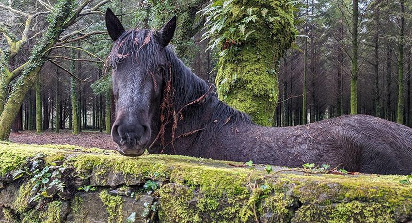 horse by the side of the trail