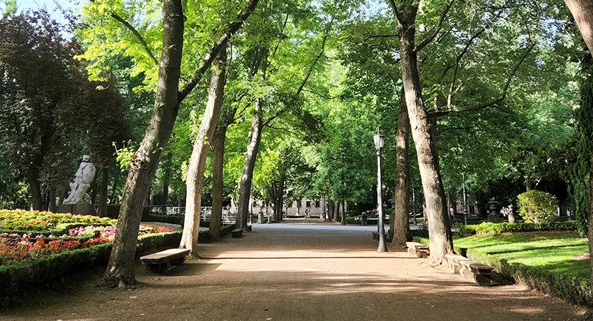 path amongst trees on the Camino